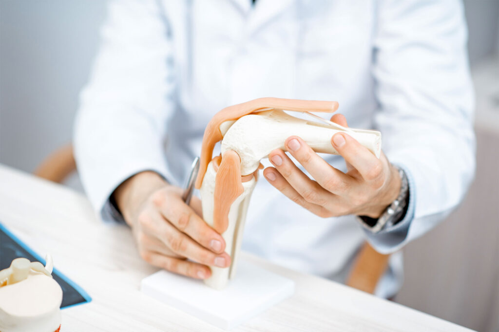 A person in a lab coat holding and explaining a human knee joint model with visible ligaments.